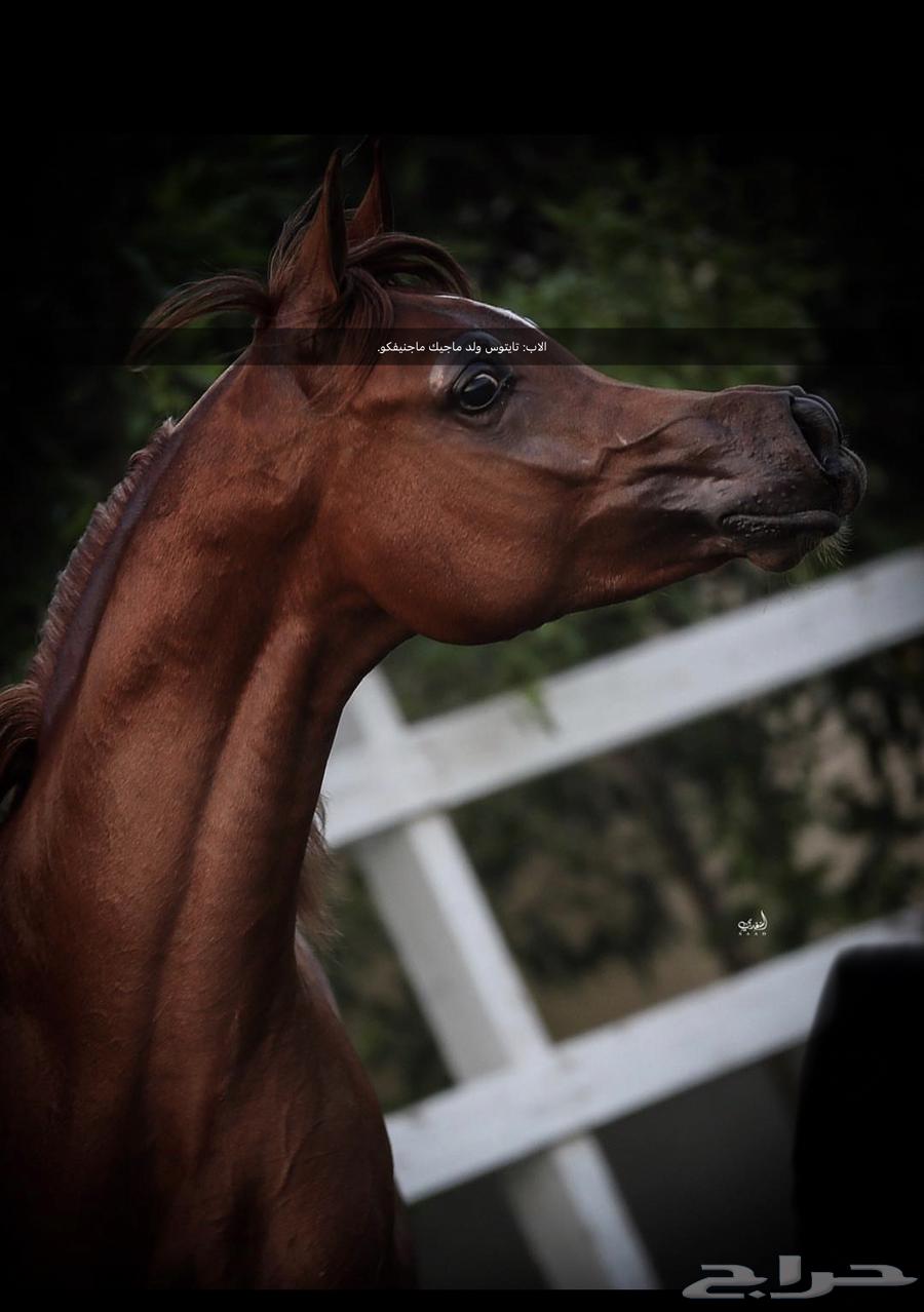 مهره واهو فاخرة للبيع64364595775747113