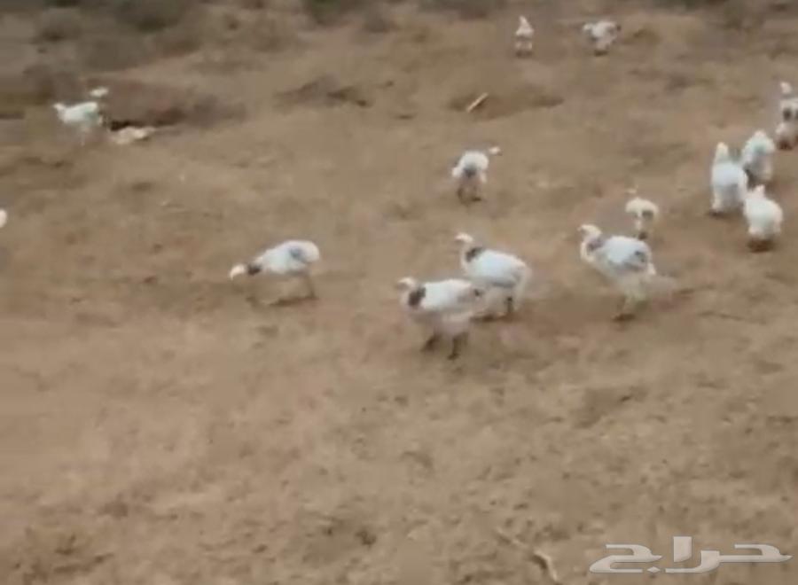 فروخ براهما للبيع64371555526530111