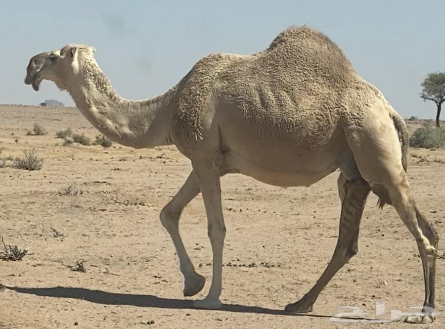 حواره بنت ولد عليان الحيسوني64376660170115111