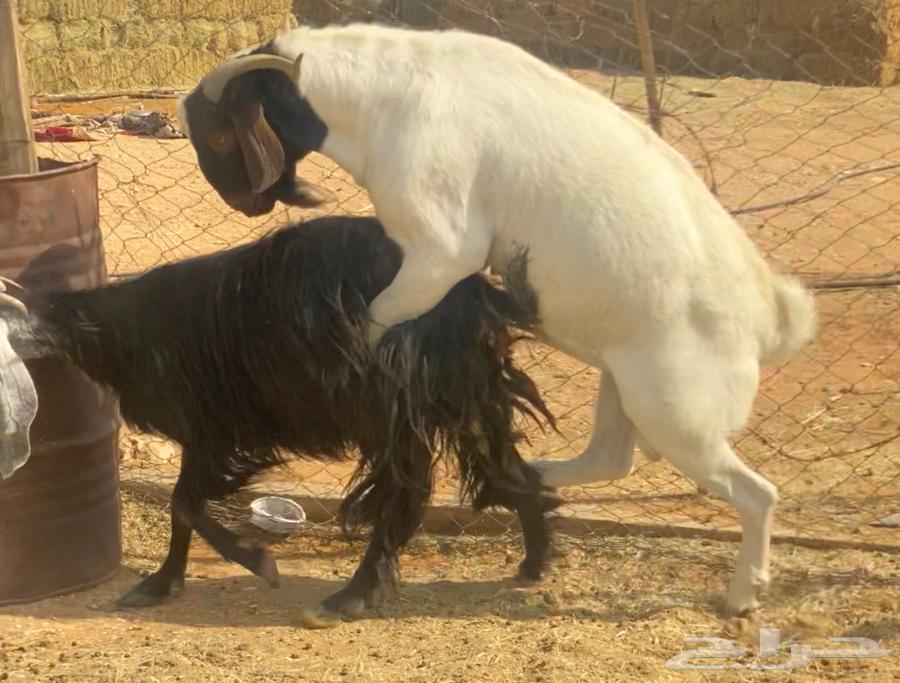 للبيع تيس فحل يقرع شرط64373683720067111