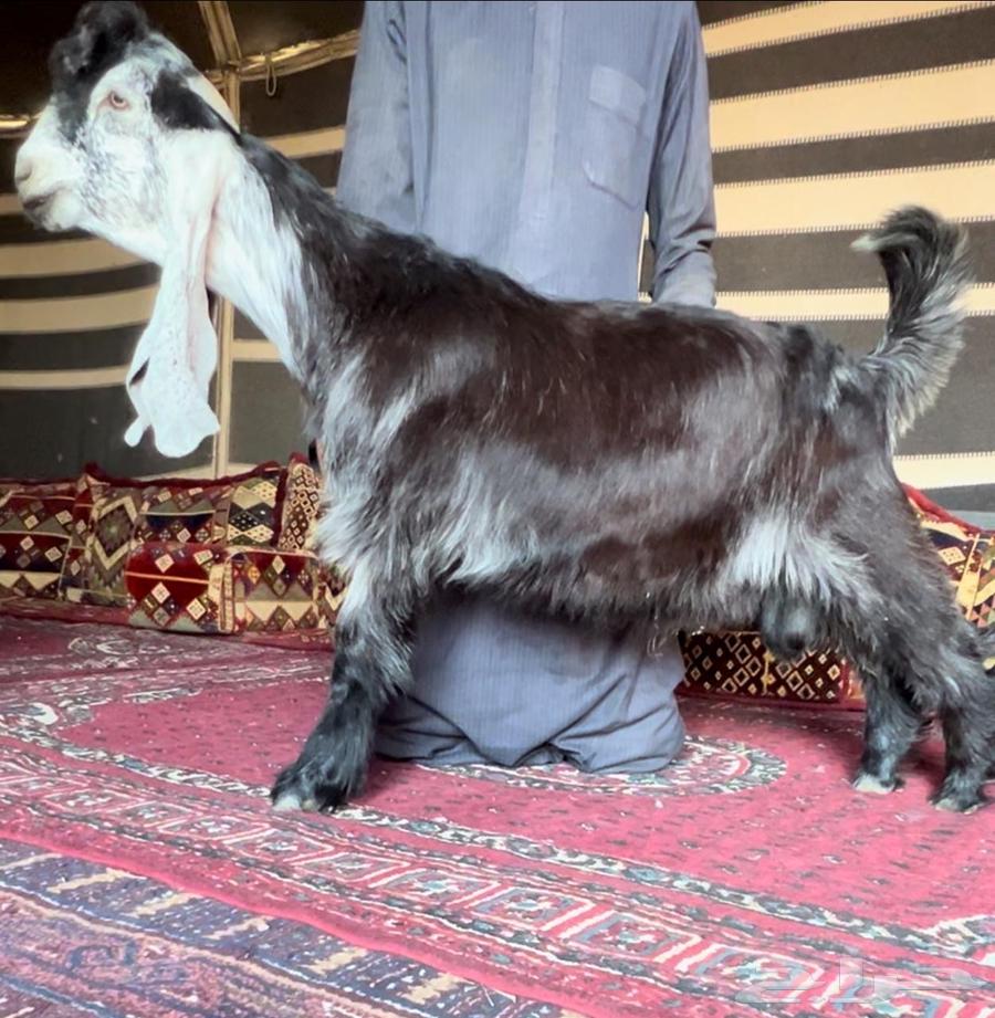 للبيع تيس عارضي خصم64373742746243110