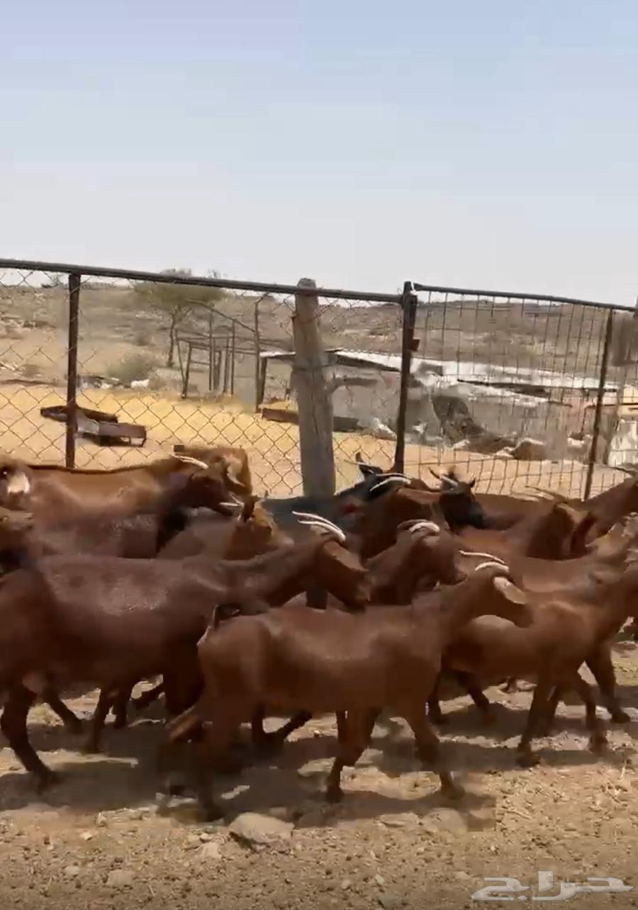 عنقان دهم للبيع العدد 21 راس64369209937282111