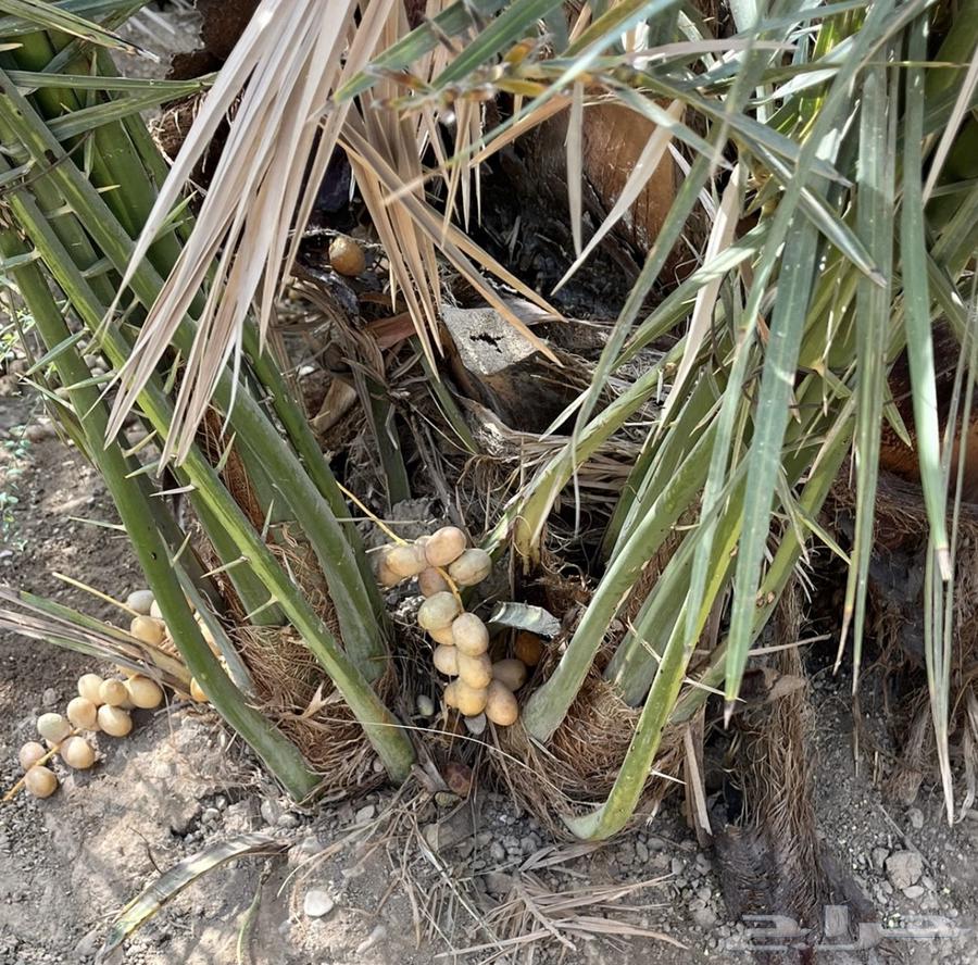 6 فسايل هلالي64367683481475111