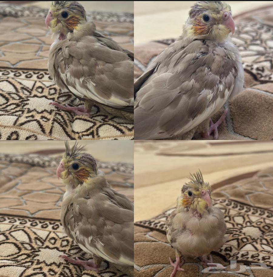 Farakr Al-Karawan64368441242883110