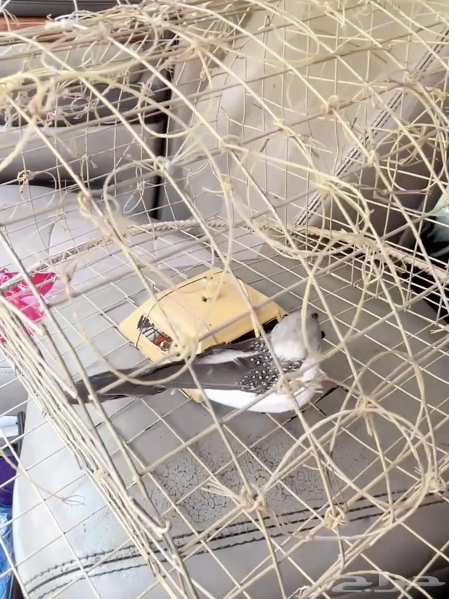 قرشعة اكترونية بطاقة الشمسيه64366439187203111