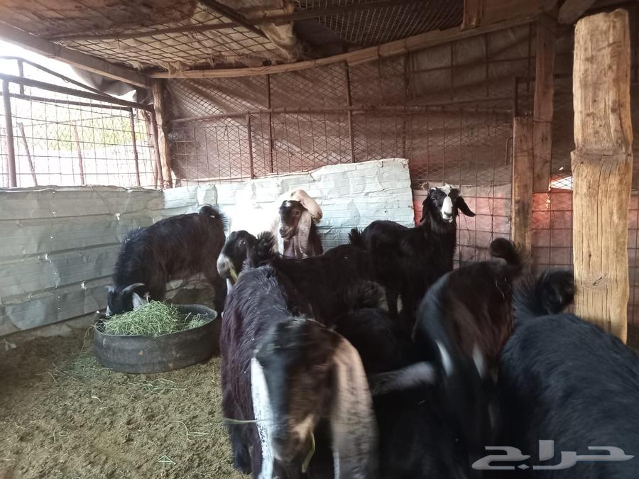 جفار للبيع64366923481090111