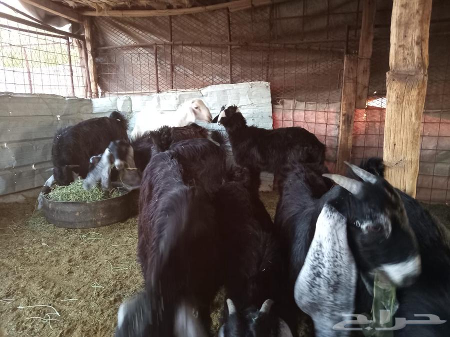 جفار للبيع64366923481090110