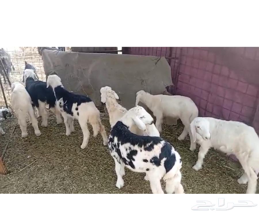 ما شاء الله تبارك الله64371628854401110