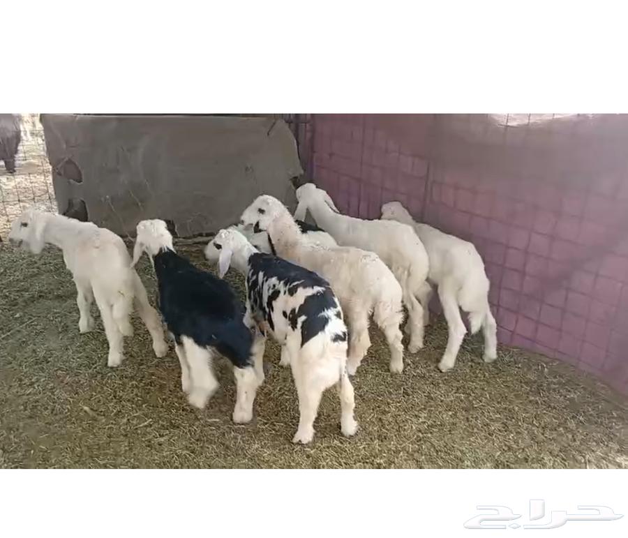 ما شاء الله تبارك الله64371628854401111