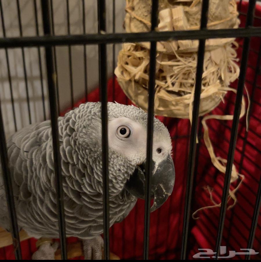 ببغاء كاسكو جداوي للبيع64363980914307111