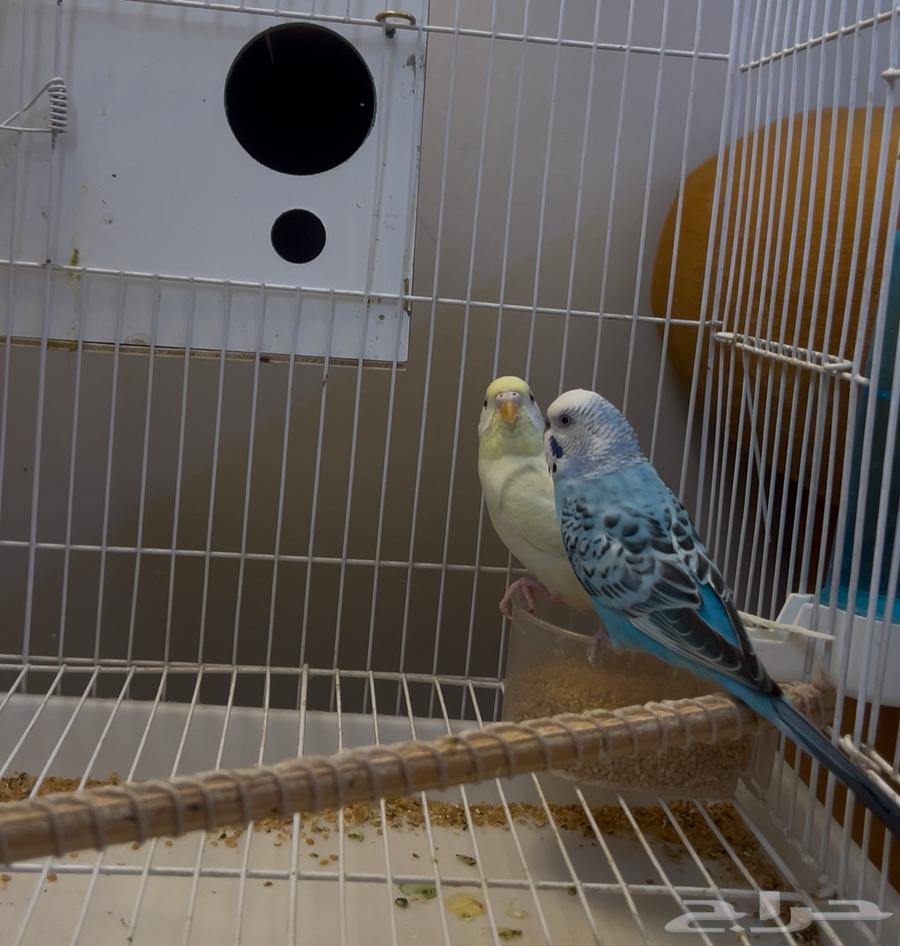 زوجين بادجي على السوم64363041227650110