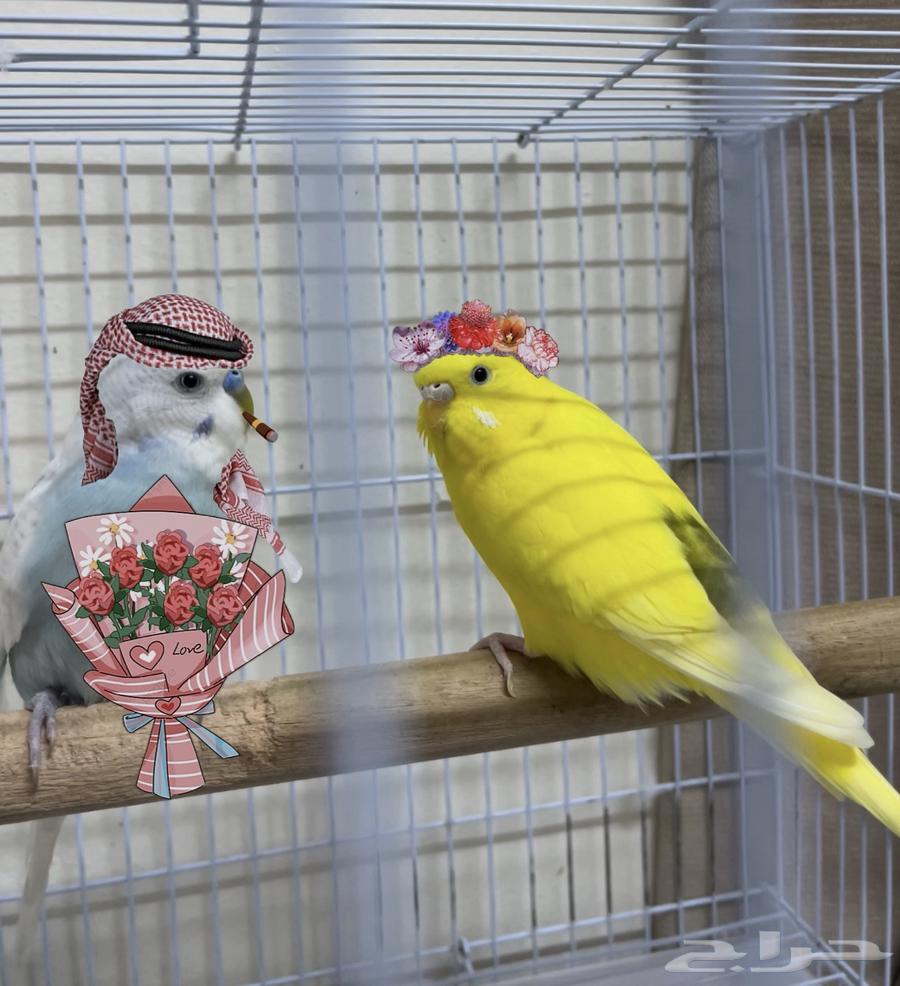 زوج عصافير البادجي..64375156378113111