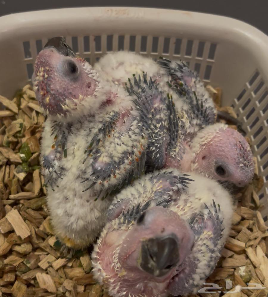 لأهل النوادر فروخ جنداي كنيور رد فاكتور64372945671554110