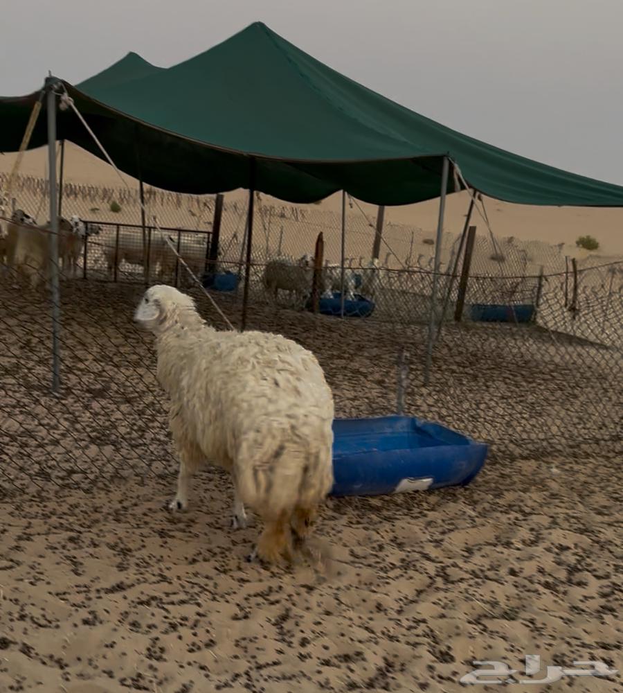 ثلاثه رخال للبيع64375186088451111