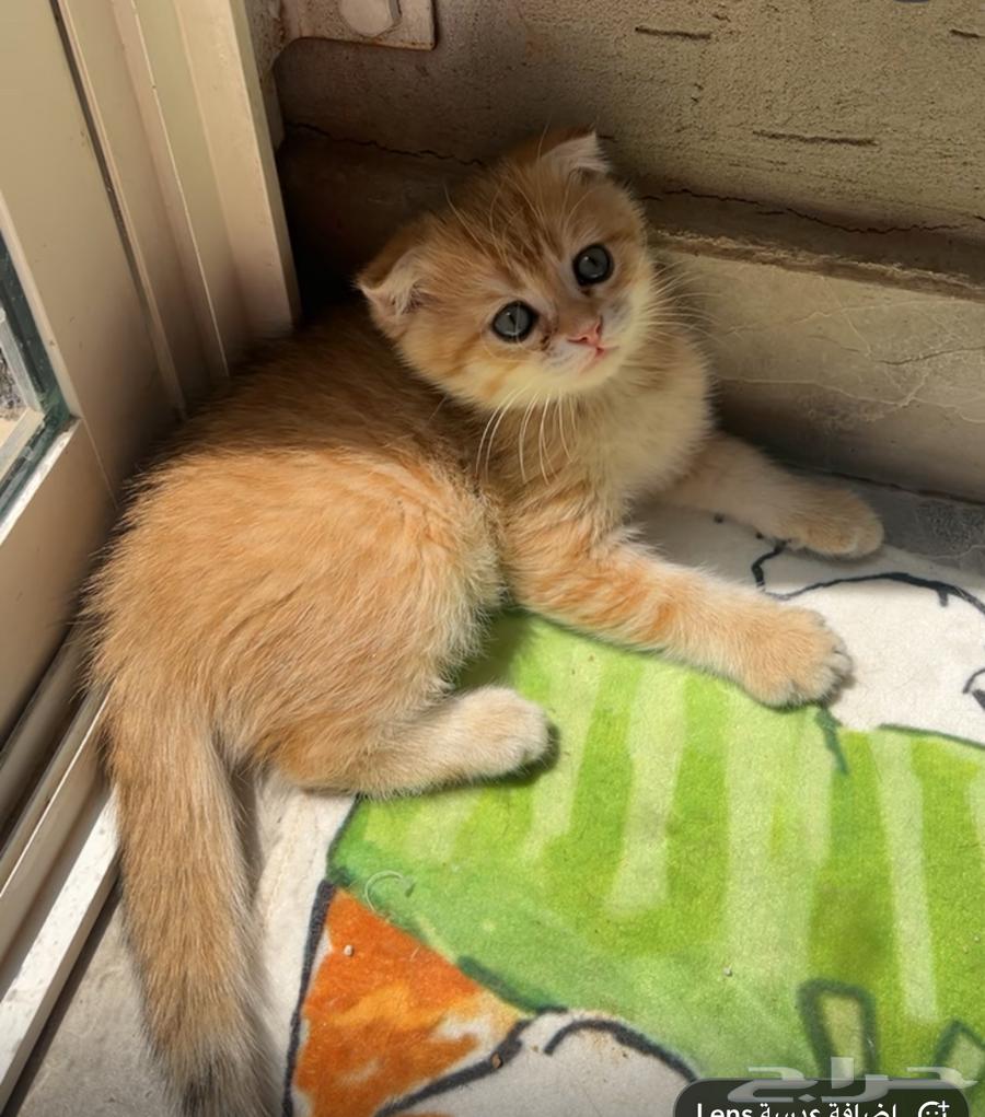 Scottish Fold Gold Cat64366790636546110