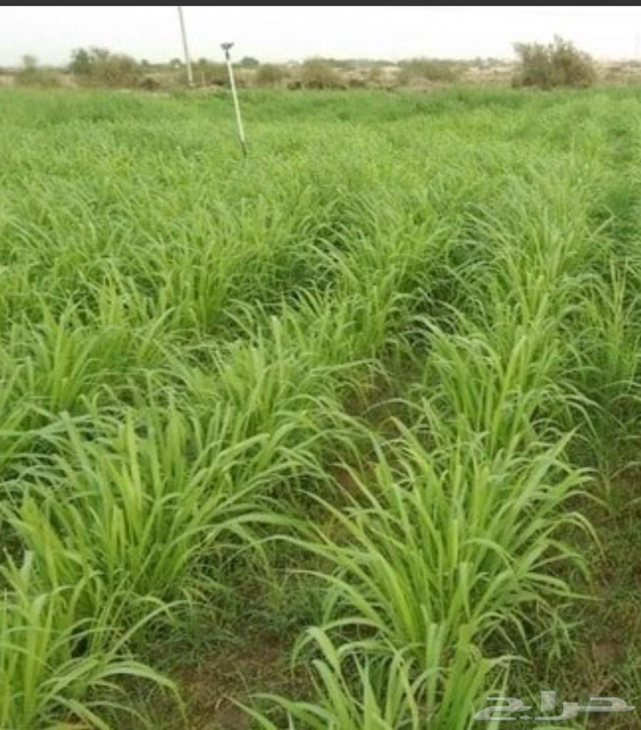 Bonikam reed, green and dry fodder, open quantity for sale64366848909569110