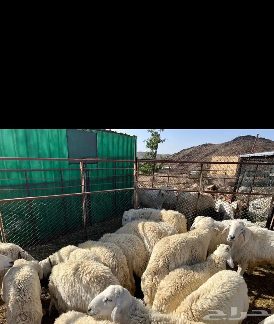 طليان للبيع64372741136003110