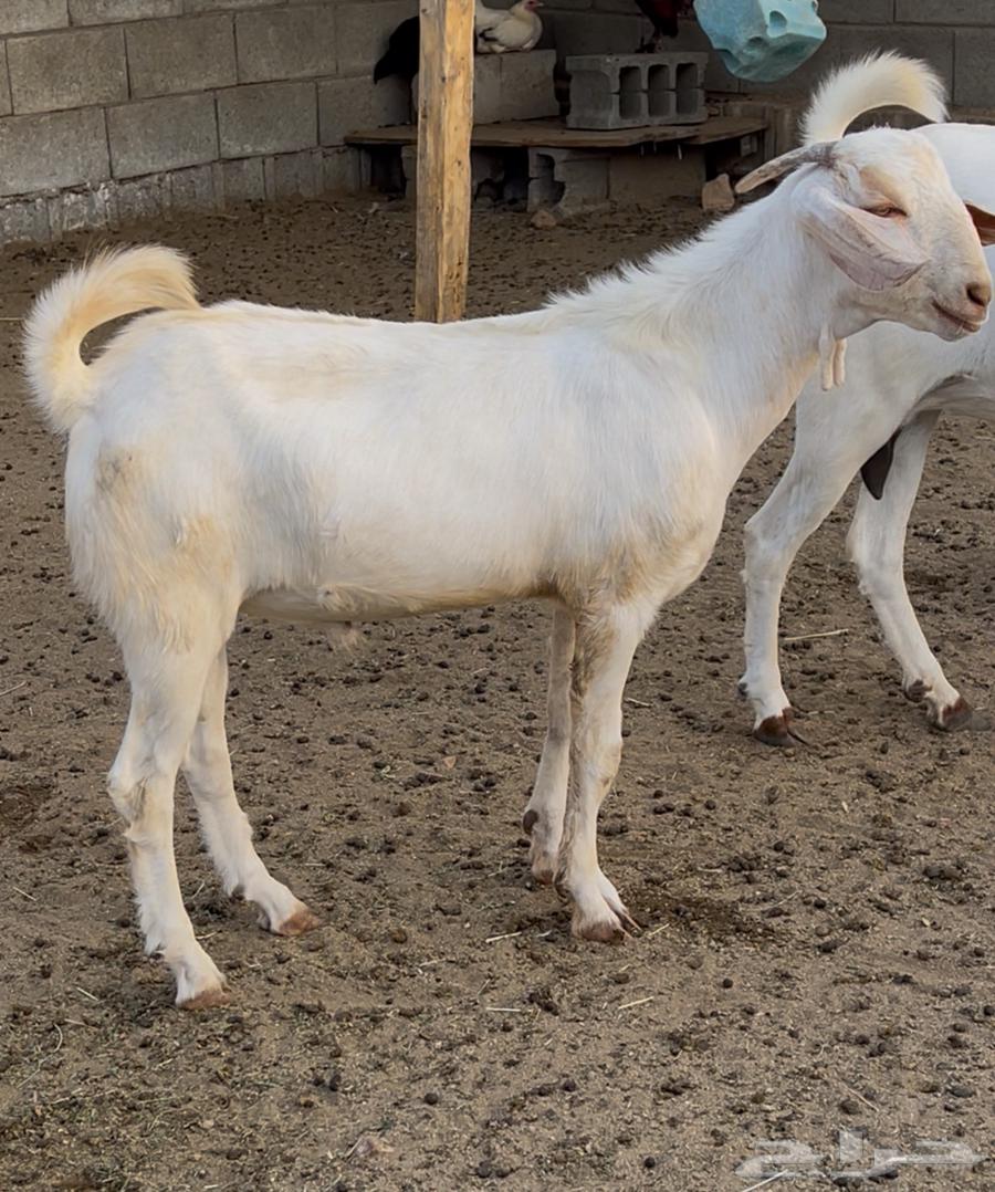 تيس بيشي للبيع64373698659970110