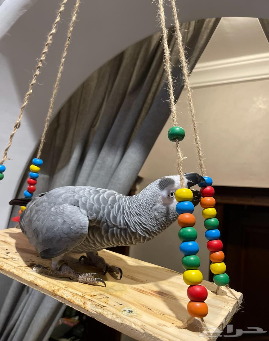 ببغاء كاسكو جداوي للبيع64363980914307112