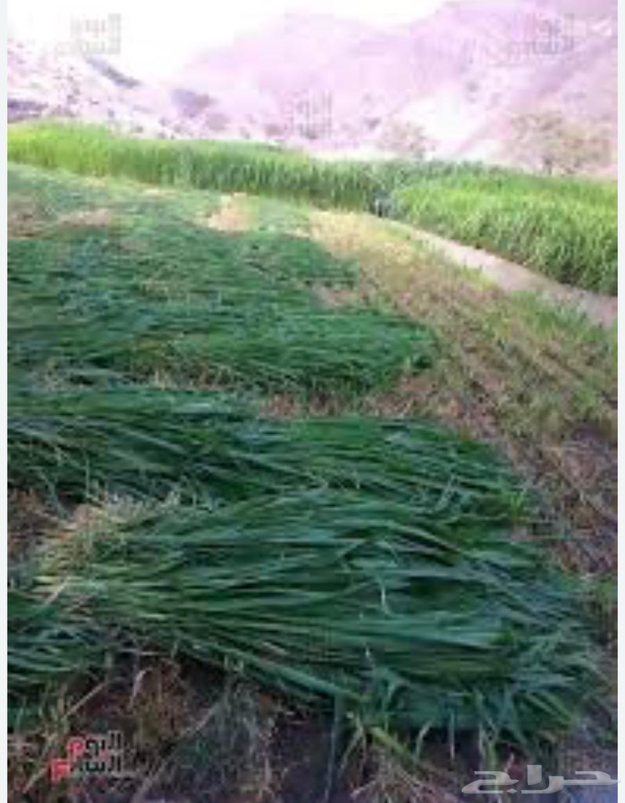 Bonikam reed, green and dry fodder, open quantity for sale64366848909569111
