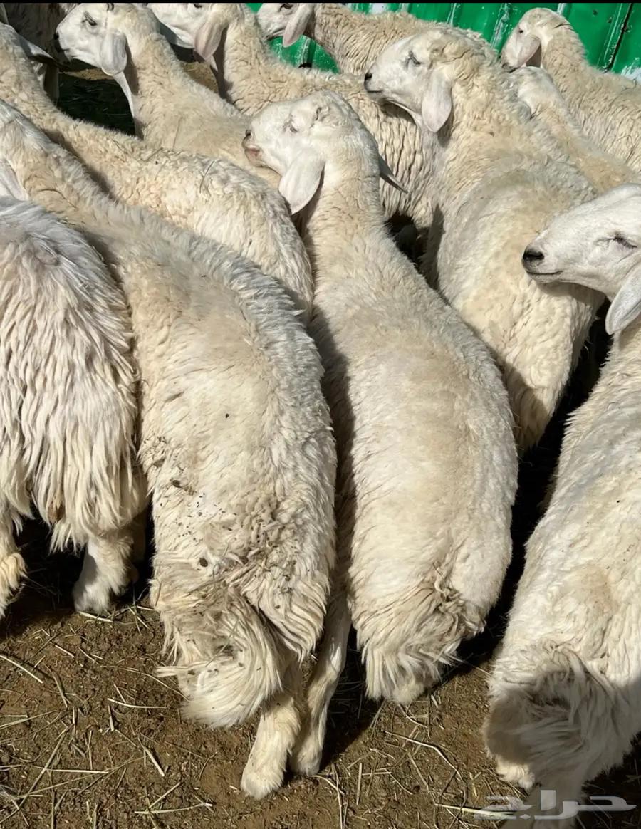 طليان للبيع64372741136003111