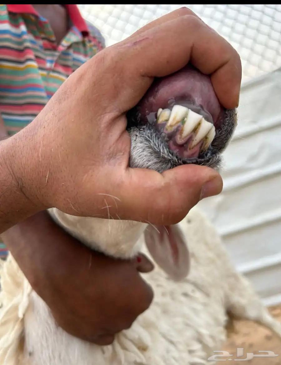 للبيع حيل حريات64373595456769114