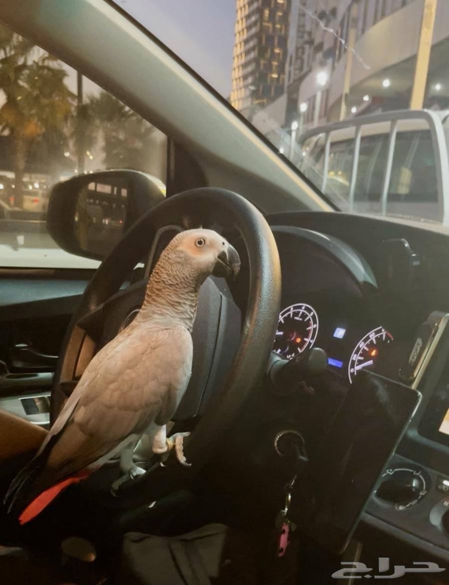 ببغاء كاسكو جداوي للبيع64363980914307113
