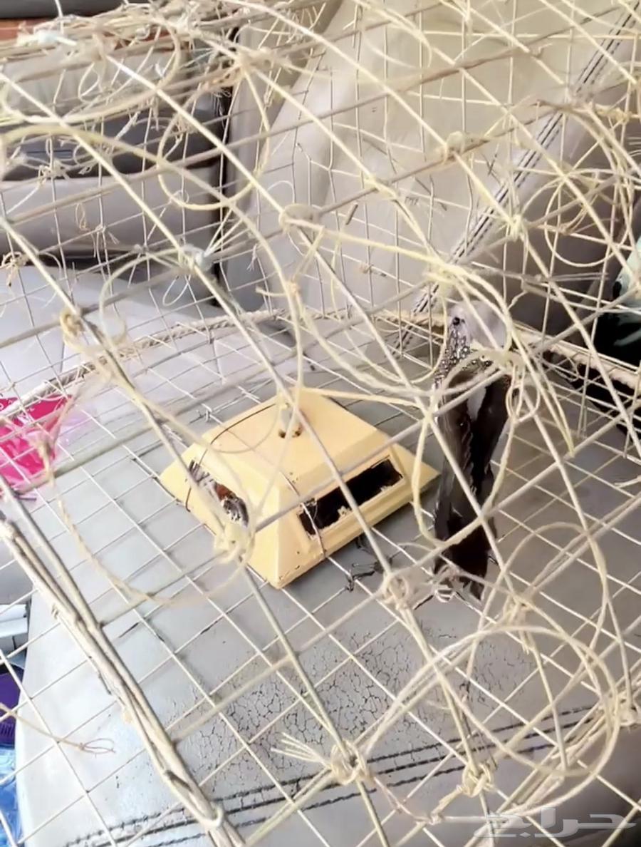 قرشعة اكترونية بطاقة الشمسيه64366439187203114