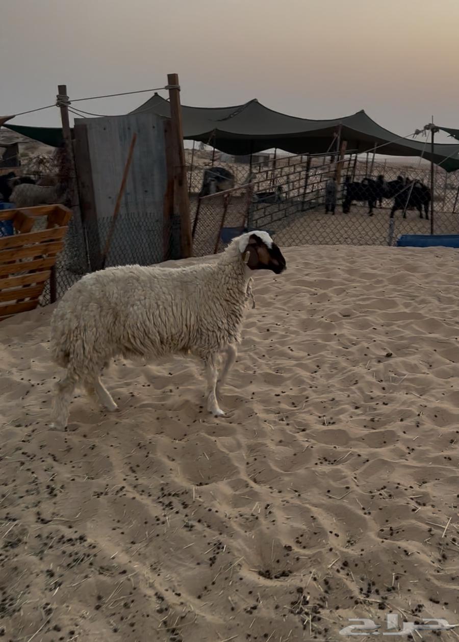 ثلاثه رخال للبيع64375186088451110