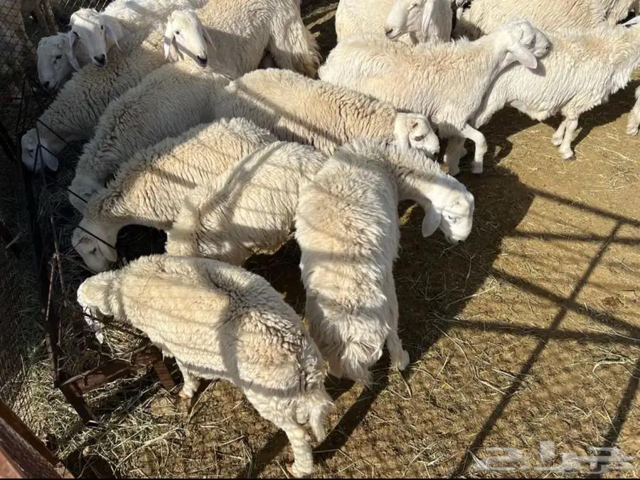 طليان للبيع64372741136003112