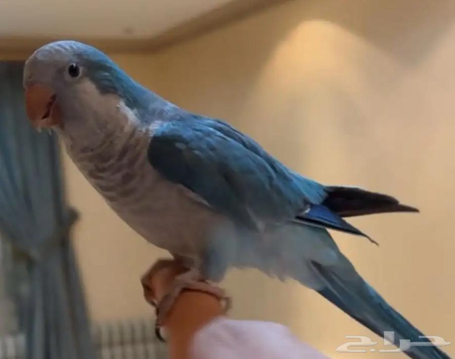 كويكر اليف للبيع64368835175169113