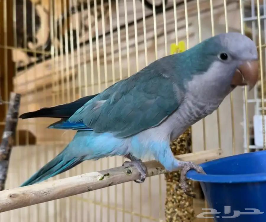 كويكر اليف للبيع64368835175169110