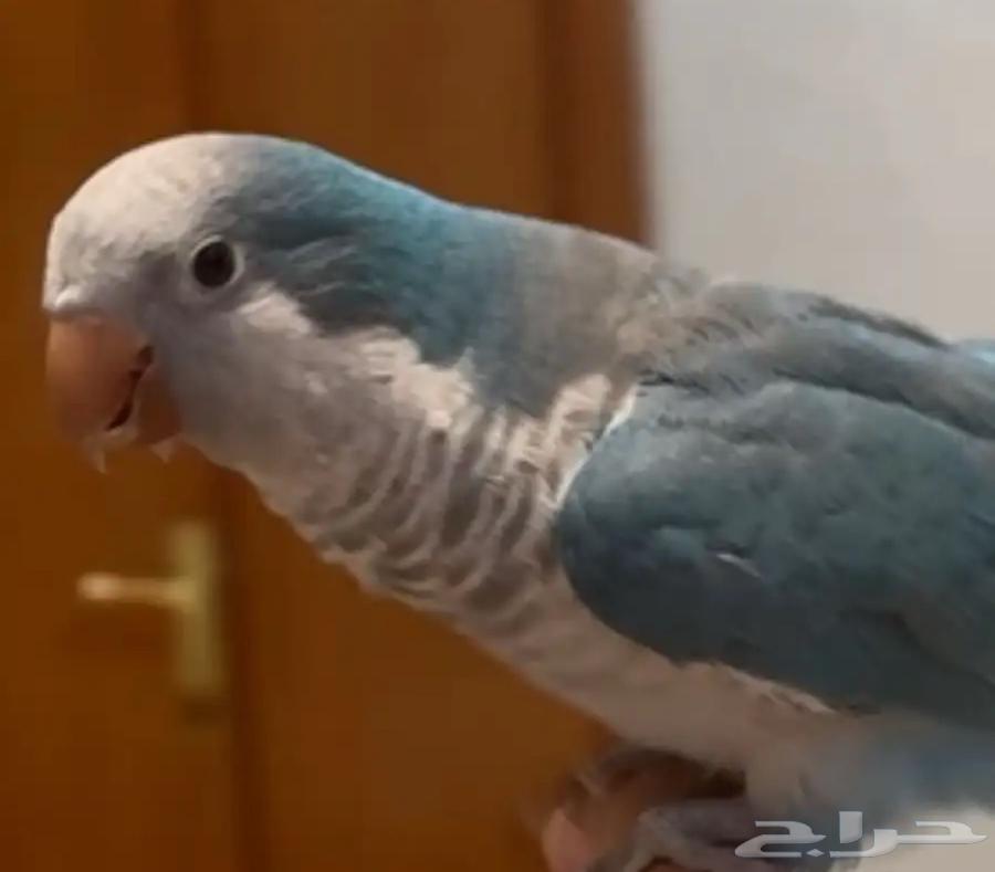 كويكر اليف للبيع64368835175169112