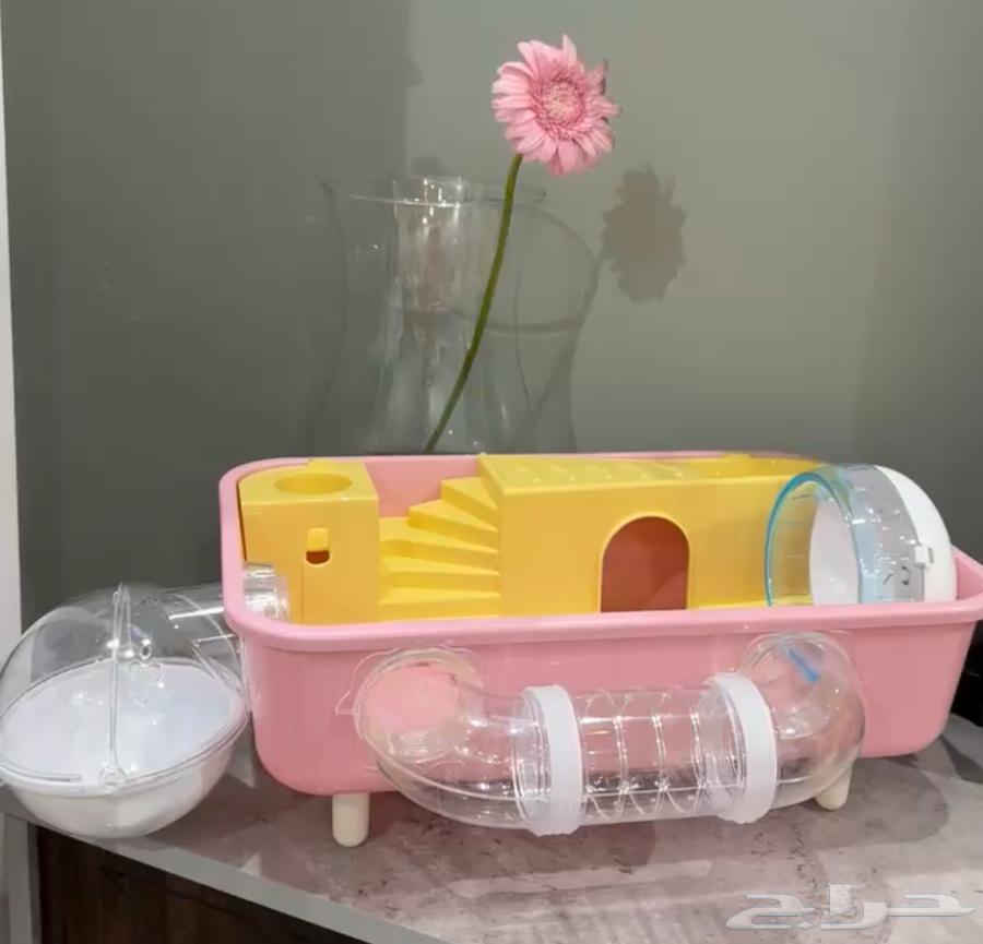 سنجاب قزم بني64376855135361113