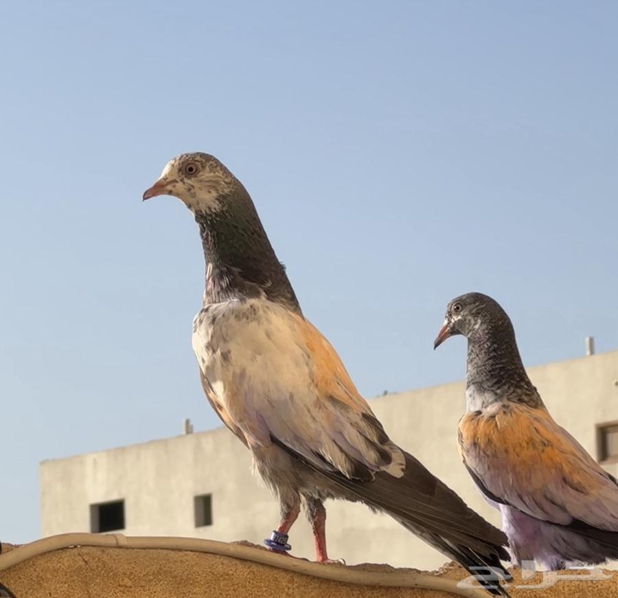 بكستاني للبيع64375798242947111