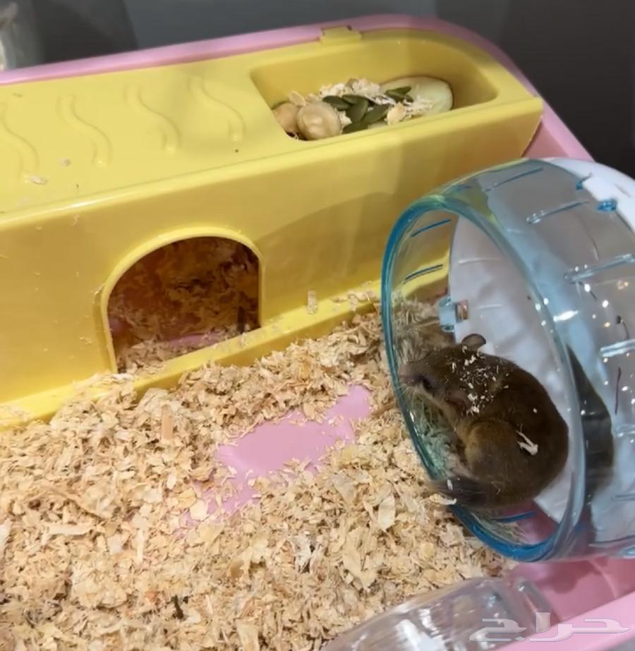 سنجاب قزم بني64376855135361112