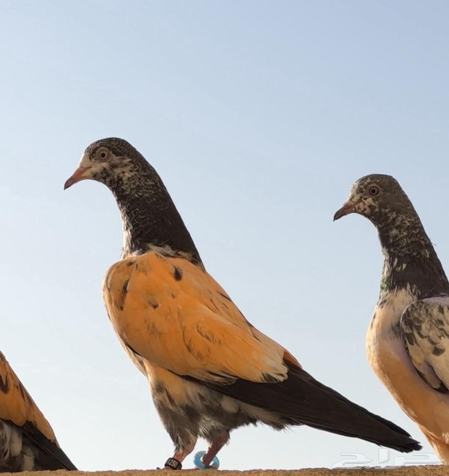 بكستاني للبيع64375798242947110