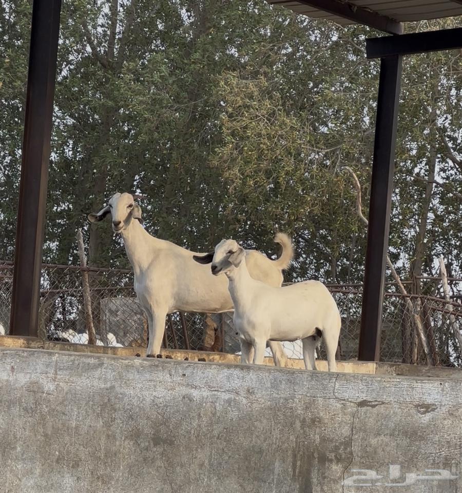 جفره ثنيه معها جفره عمرها حول 4 شهور64372214771586111