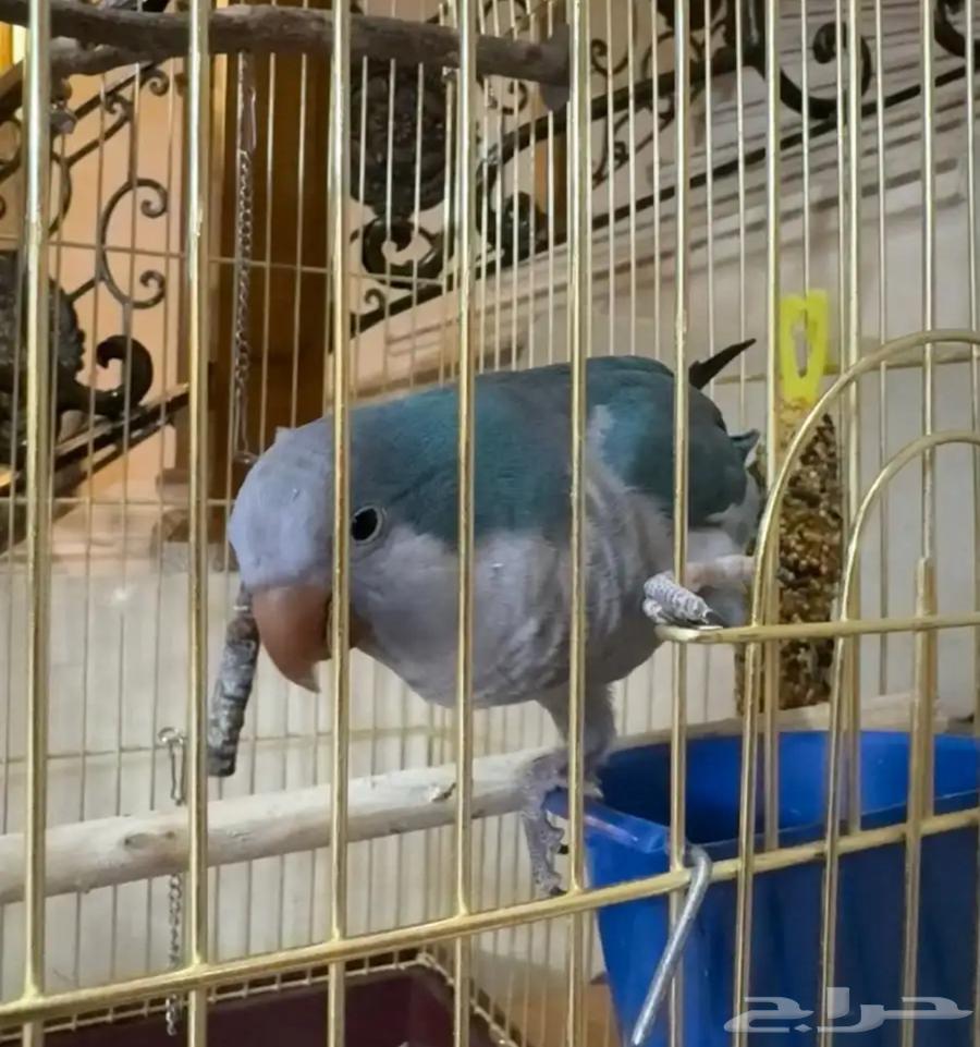 كويكر اليف للبيع64368835175169111