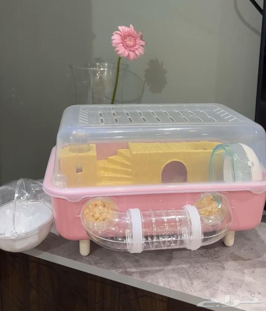 سنجاب قزم بني64376855135361114