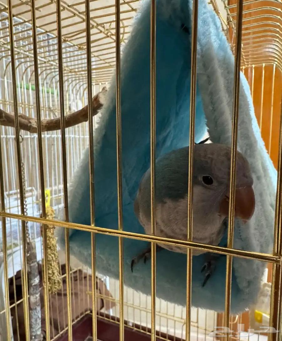 كويكر اليف للبيع64368835175169114