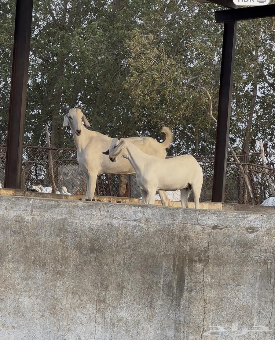 جفره ثنيه معها جفره عمرها حول 4 شهور64372214771586113