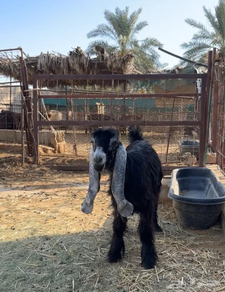 للبيع جفره عارضيه صنف معرفه64370770376323110