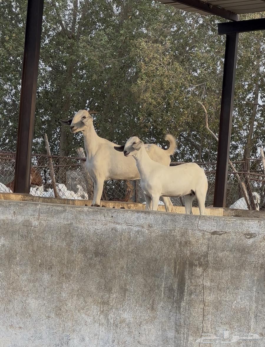 جفره ثنيه معها جفره عمرها حول 4 شهور64372214771586110