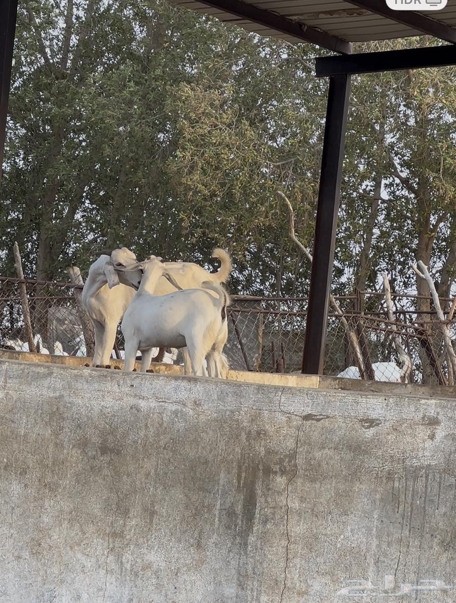 جفره ثنيه معها جفره عمرها حول 4 شهور64372214771586114