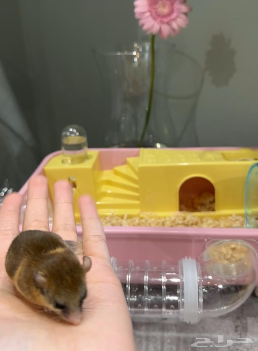 سنجاب قزم بني64376855135361111