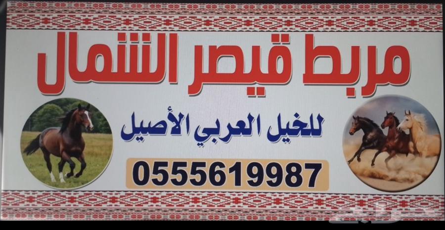 خيل64363144540546110