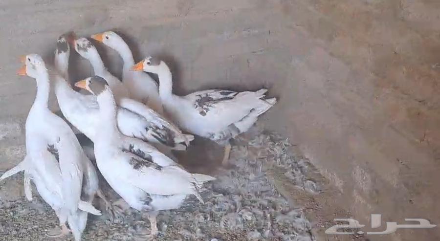 Broiler chickens for sale, I have 7 available for sale, each for 100 riyals64375141109379110