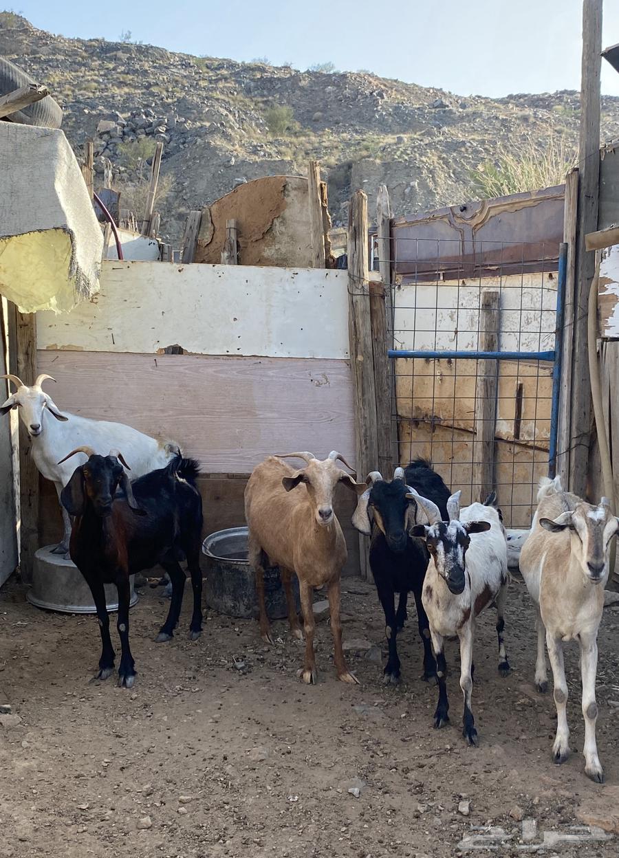 Goat breeding64369484369281110