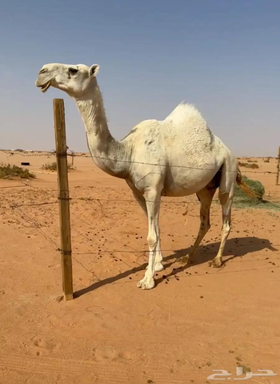 للبيع لقحه وضحا64372492796674110